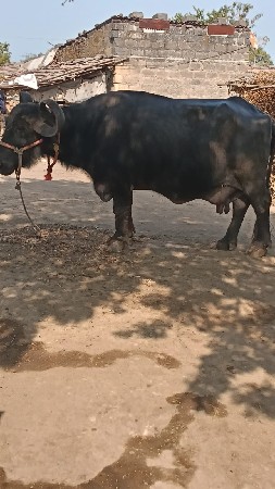 ભેંસ વેચવાની છે