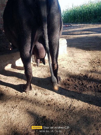 थंबनेल 2