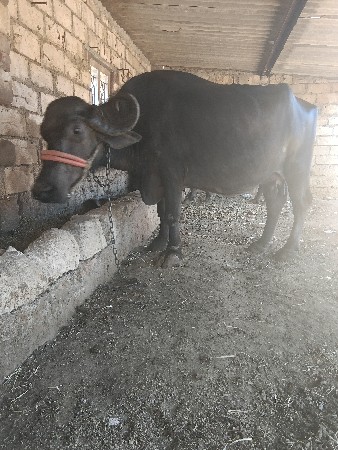 थंबनेल 2