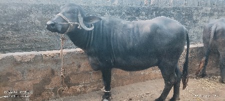 ભેંસ વેચવાની છે.