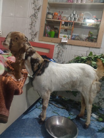 थंबनेल 2