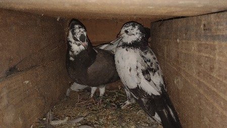 થંબનેલ 3