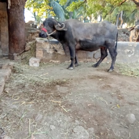 थंबनेल 3