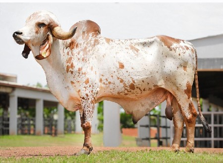 કૃત્રિમ બીજદાન