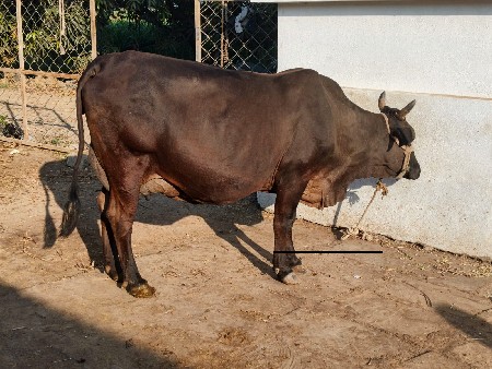ગાય વેચવા નિ છે