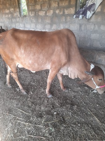 थंबनेल 3