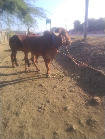 थंबनेल 3