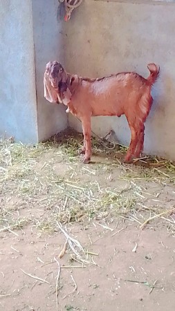 થંબનેલ 2