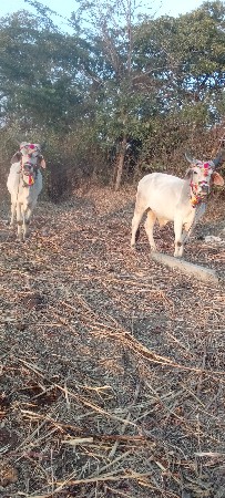 थंबनेल 3