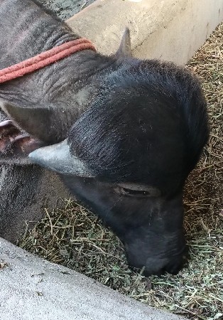 પાડી વેચવાની છે