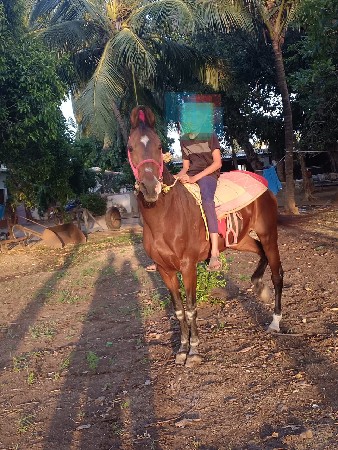 ઘોડી વેચવાની છે