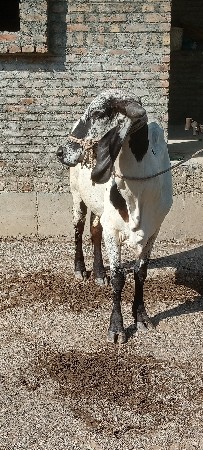 લીલુડી વાંસડી વેચવાની છે