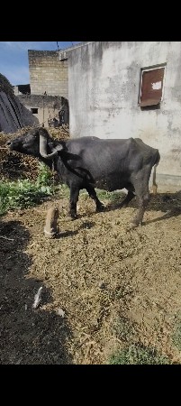 આ ભેંસ વેચવાની છે