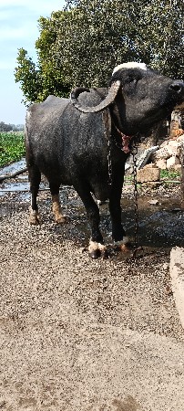 ભેંસ વેચવાની છે