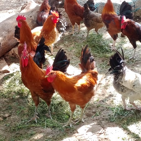 थंबनेल 2