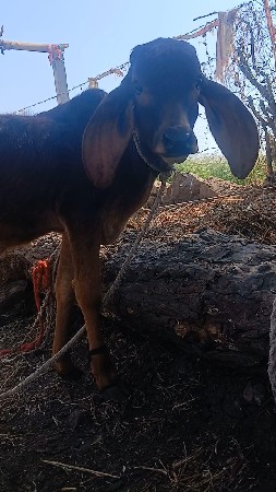 વેચવાની