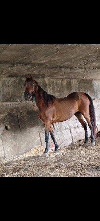 ઘોડી વેચવાની છે