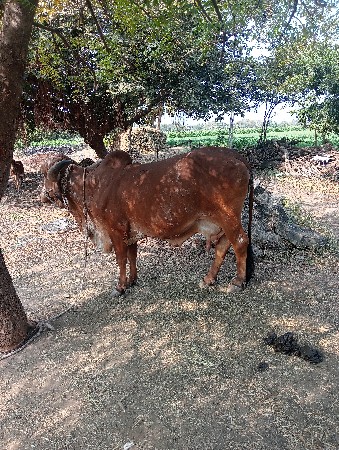 ગાય વેચવાની છે