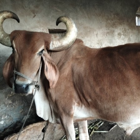 બળદ વેચવાનો છે