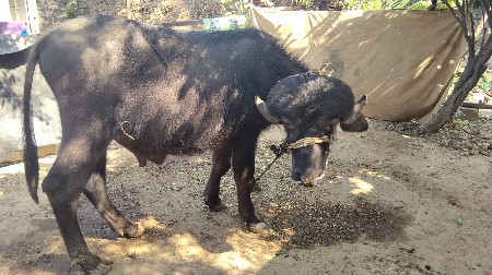 પાડો વેશવાનો છે