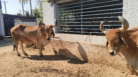 બરધુ વેચવાના છે