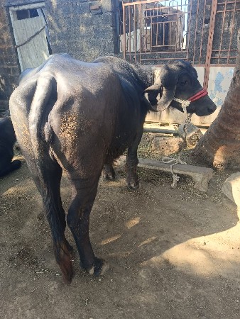 थंबनेल 2