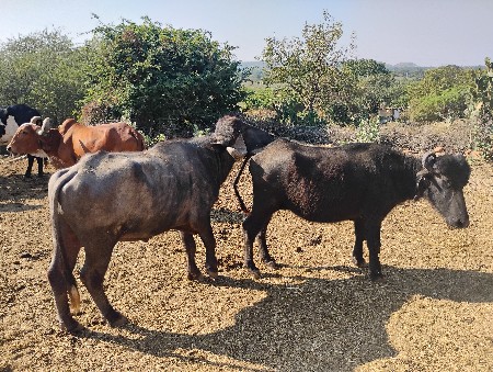 थंबनेल 3