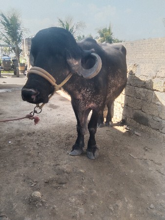 थंबनेल 3