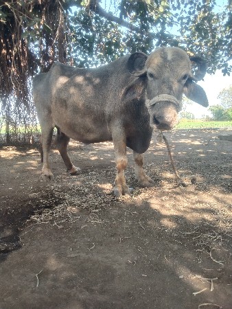 थंबनेल 2