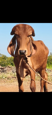 थंबनेल 3