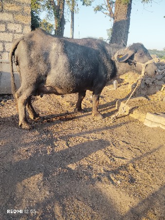 થંબનેલ 3