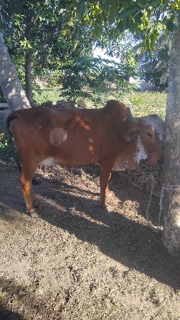 ગાય વેશવાની છે