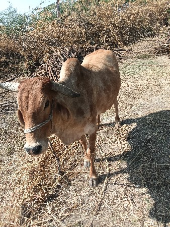 વેચવા ની