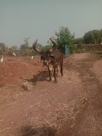 થંબનેલ 2