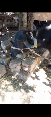 ખડેલી વેચવા ની છે