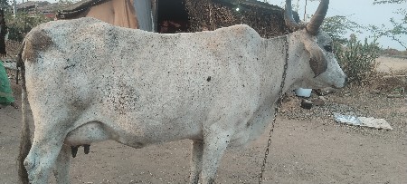 અદબેરી ગાય 9 10 l દૂધ
