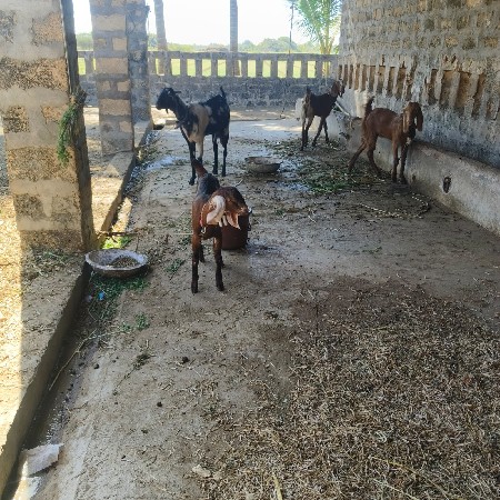 थंबनेल 3