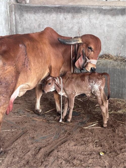 થંબનેલ 3