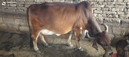 थंबनेल 2