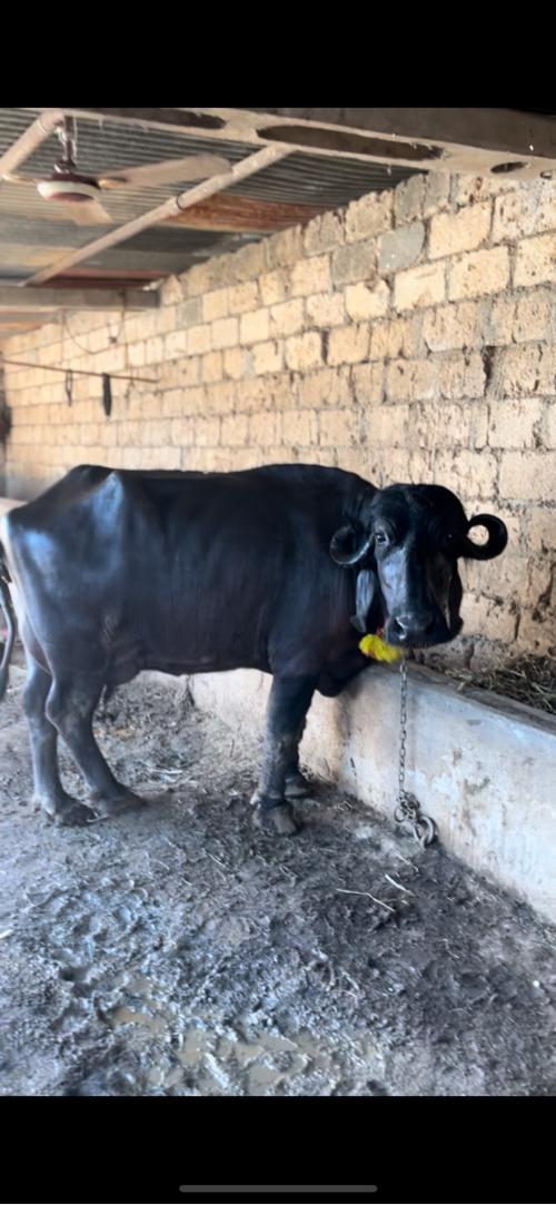 વેસ્વાની સે