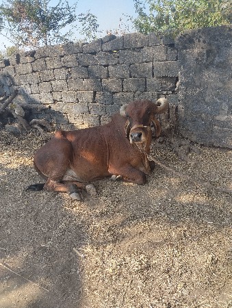 થંબનેલ 3