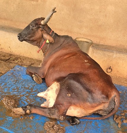 2  (બે)  ગાય વેચવાની છે