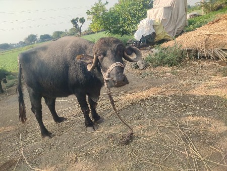 थंबनेल 3