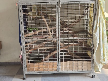 ઈગવાના મેલ,  ફીમેલ બંને