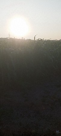 મકાઈ નો ઘહેરો