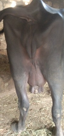 ભેંસ વેચવાની છે