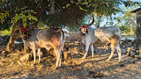 थंबनेल 3