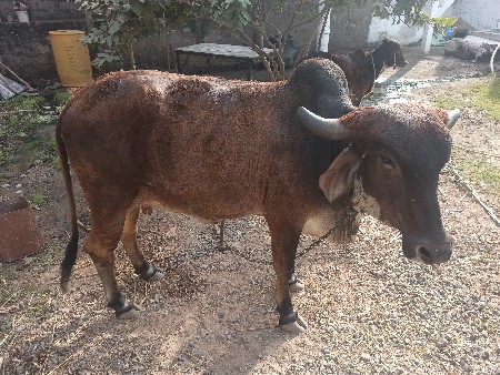 थंबनेल 3