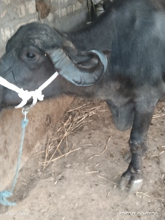 ત્રીજું વેતર વ્યાસે