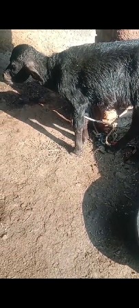 બીજા વેતન નીકળેલી છે